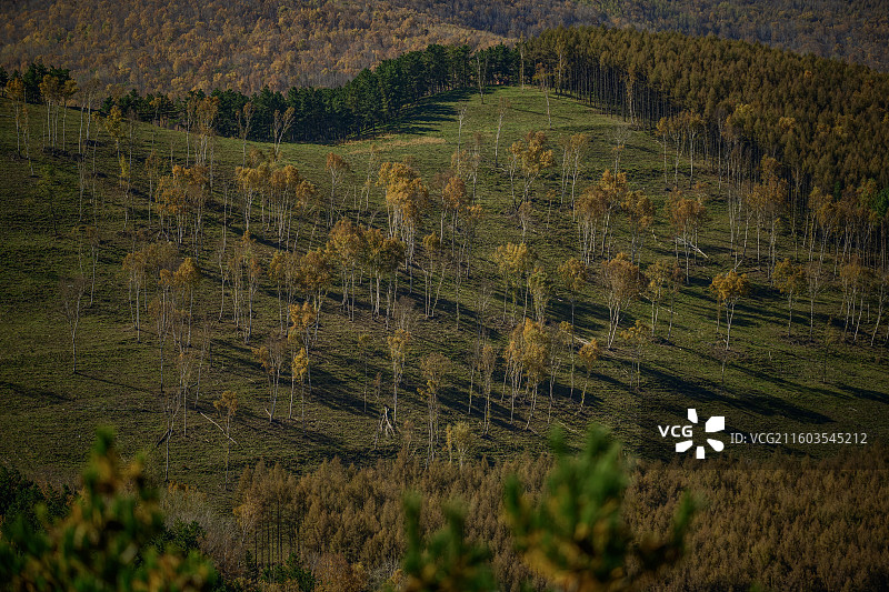内蒙赤峰秋天的彩色美林谷白桦树美景图片素材