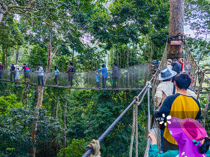 云南省西双版纳州勐腊县望天树景区图片素材