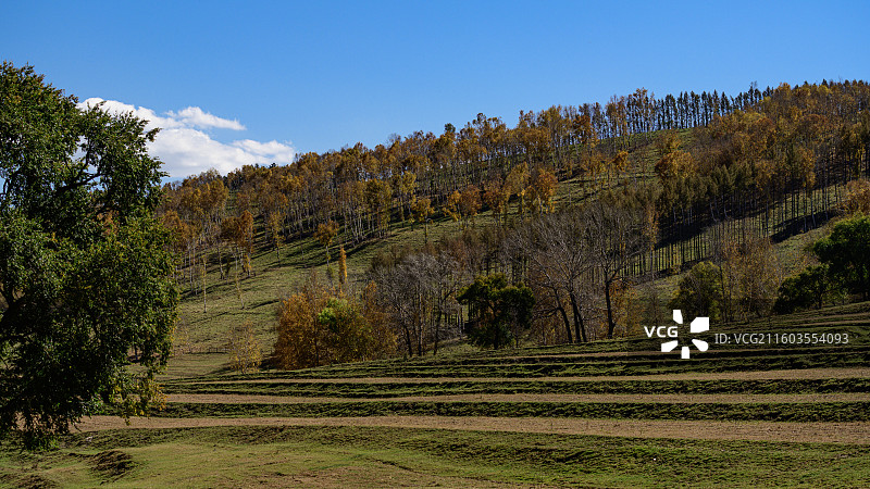 内蒙赤峰秋天的彩色美林谷白桦树美景图片素材