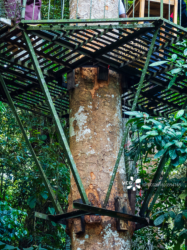 云南省西双版纳州勐腊县望天树景区图片素材