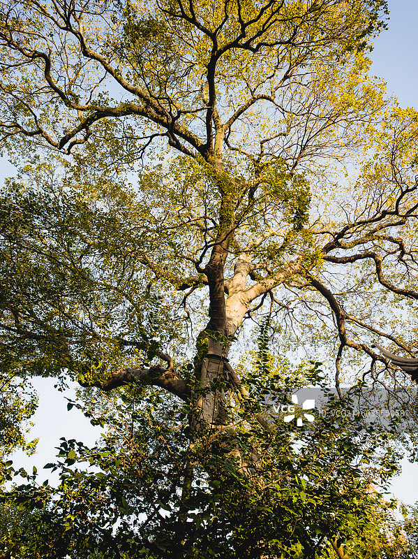 秋日五彩斑斓的朴树 百年朴树 苏州园林秋色秋景 苏州园林五峰园图片素材