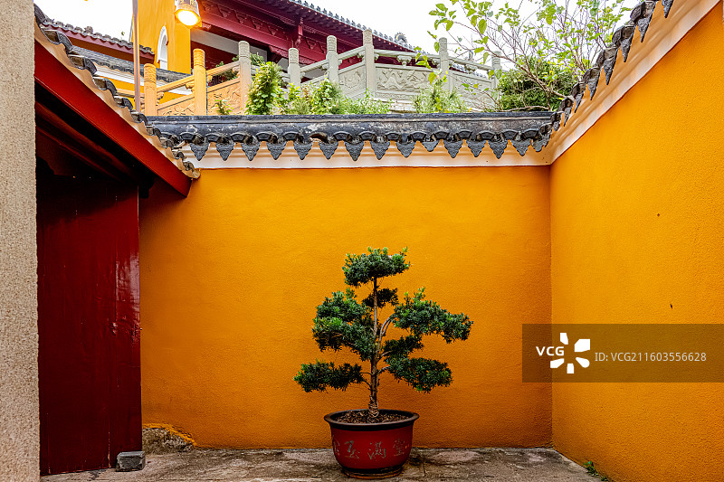 罗汉松与庙门 普陀山海天佛国 梵音古洞 梵音洞 普陀十二胜景图片素材