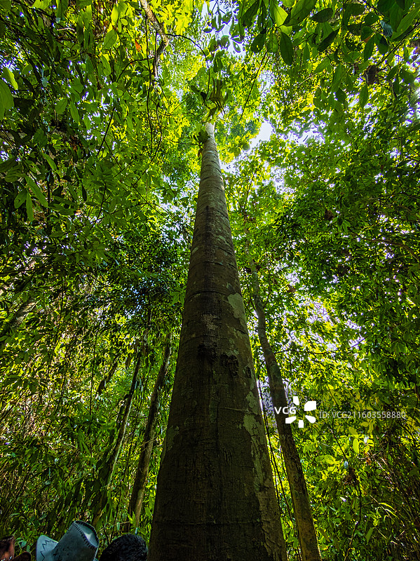 云南省西双版纳州勐腊县望天树景区图片素材