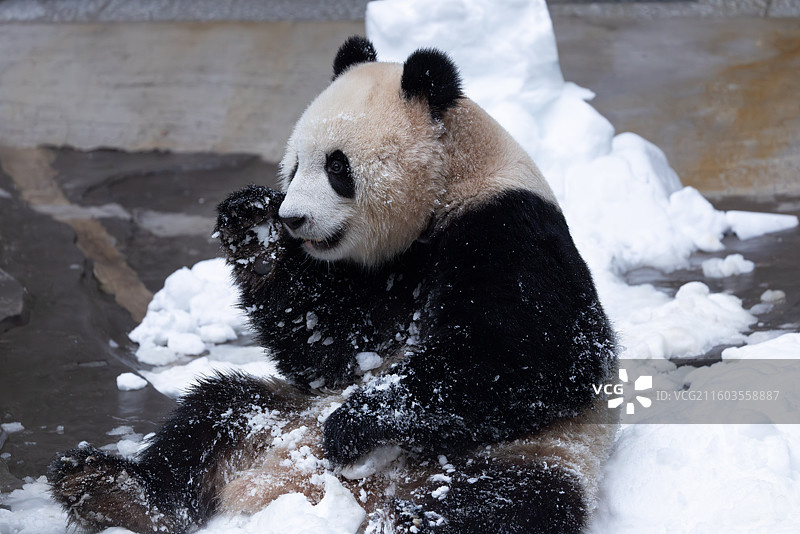 大熊猫玩雪重庆动物园图片素材