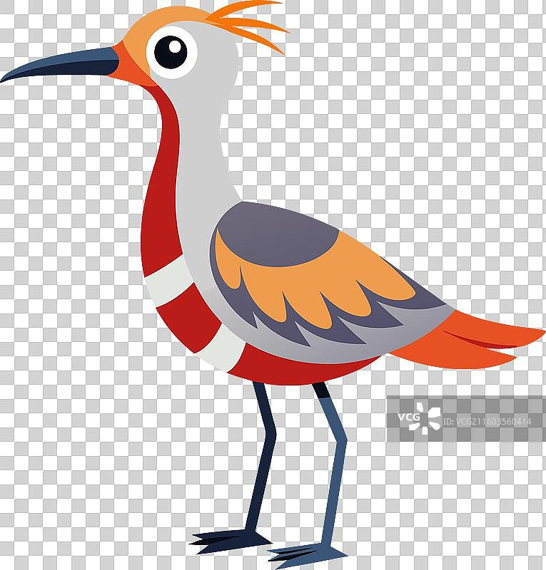 小鸻鸟看起来很可爱图片素材