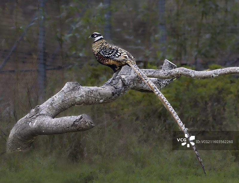 白冠长尾雉图片素材
