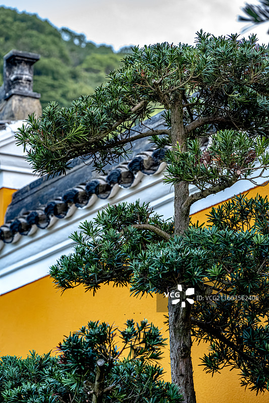 梵音古洞 梵音洞 罗汉松与马头墙 普陀山海天佛国 日出时分朝阳照亮寺庙 普陀十二胜景图片素材