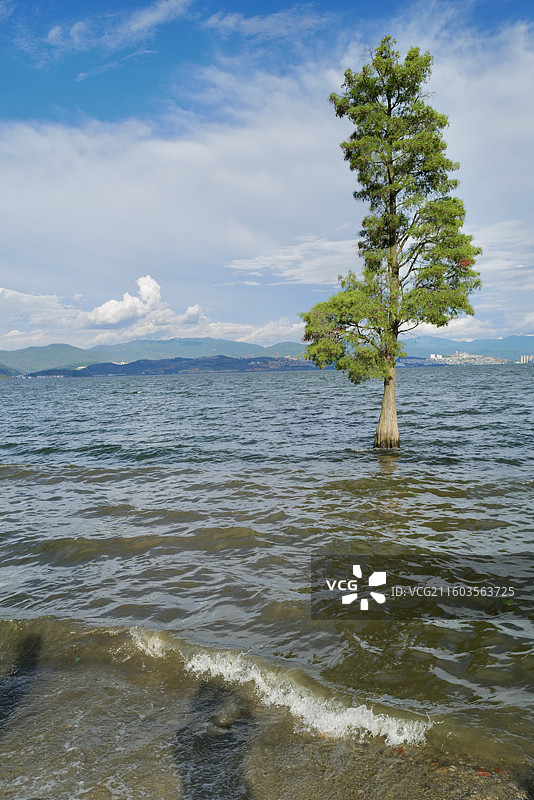 云南大理环海西路洱海生态廊道龙龛夫妻树附近洱海风光图片素材