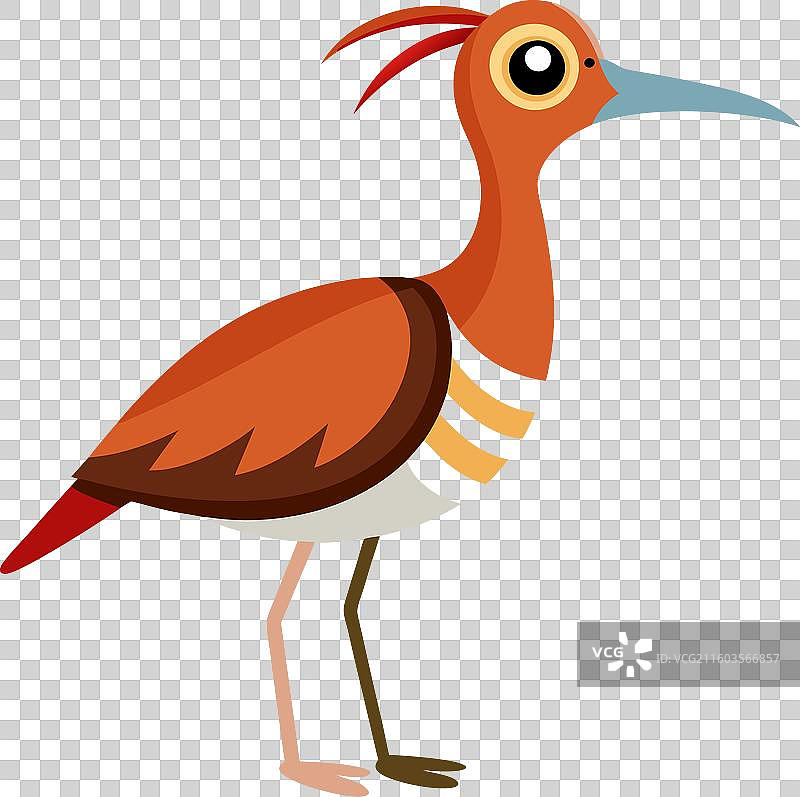 可爱的白腰草鹬在睡觉图片素材