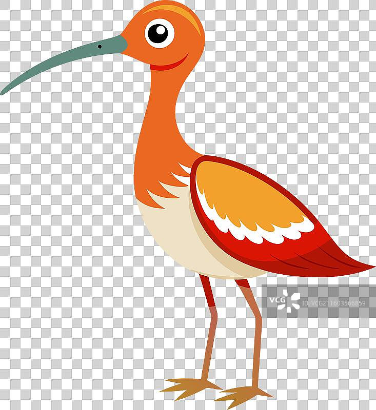 可爱的白腰草鹬坐着图片素材