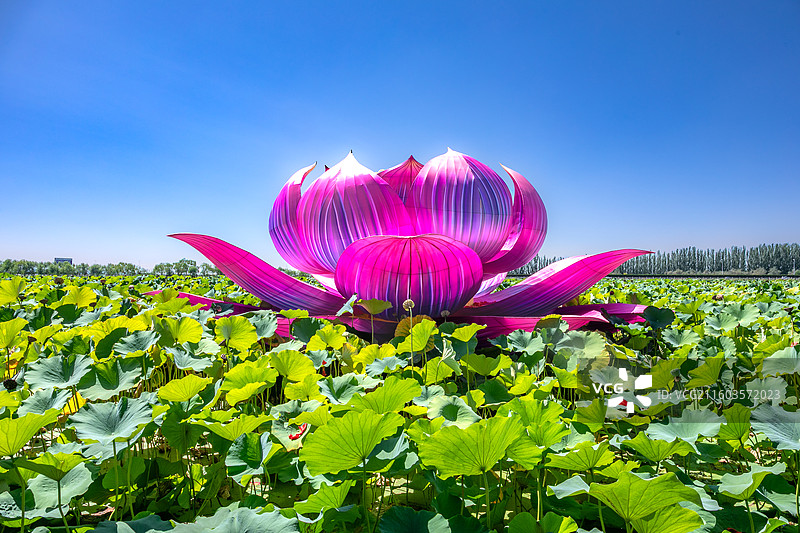银川鸣翠湖国家湿地公园图片素材
