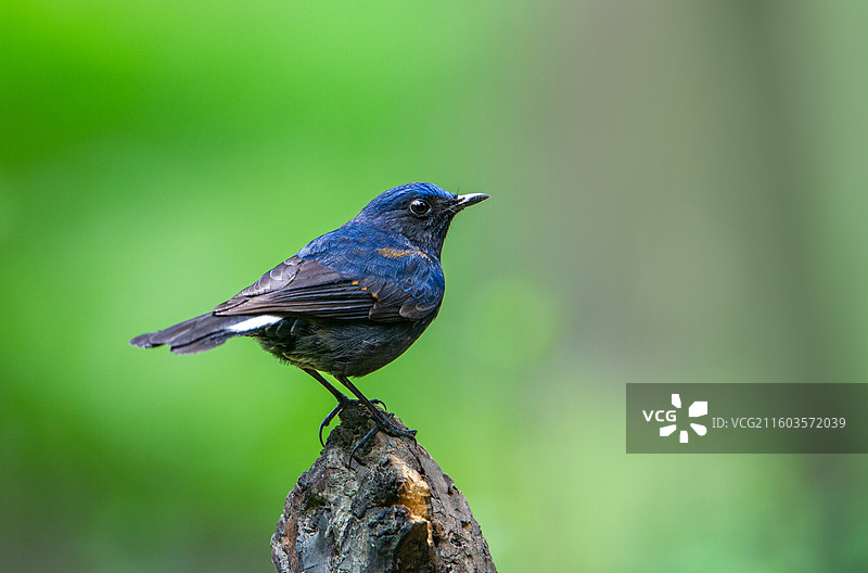 野生鸟类白尾蓝地鸲特写图片素材