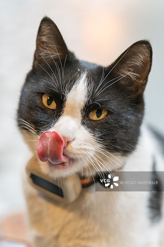 奶牛猫 中华田园猫 特写图片素材