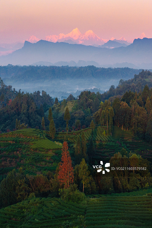 雅安大地指纹茶园和贡嘎图片素材