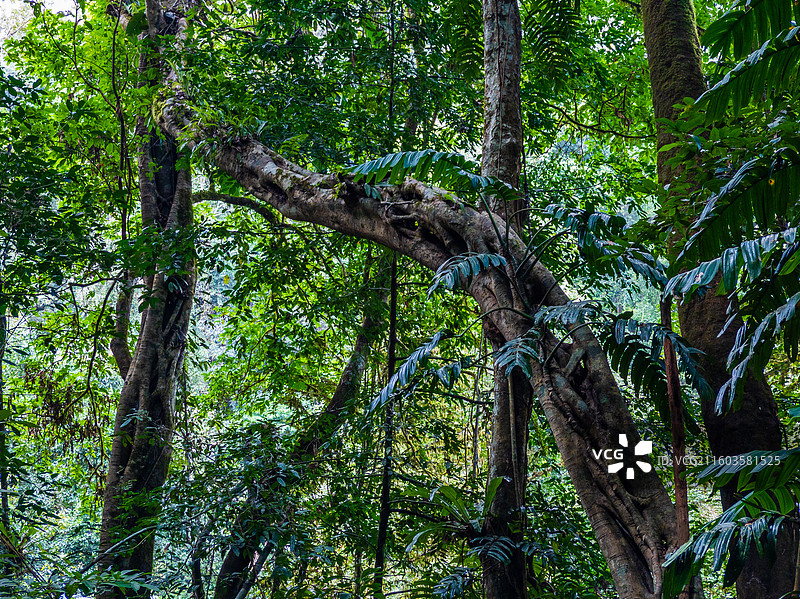云南省西双版纳州勐腊县望天树景区图片素材