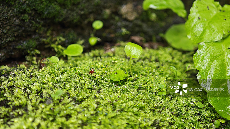 绿色植物图片素材