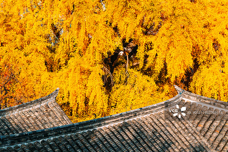 徐州户部山戏马台秋景图片素材