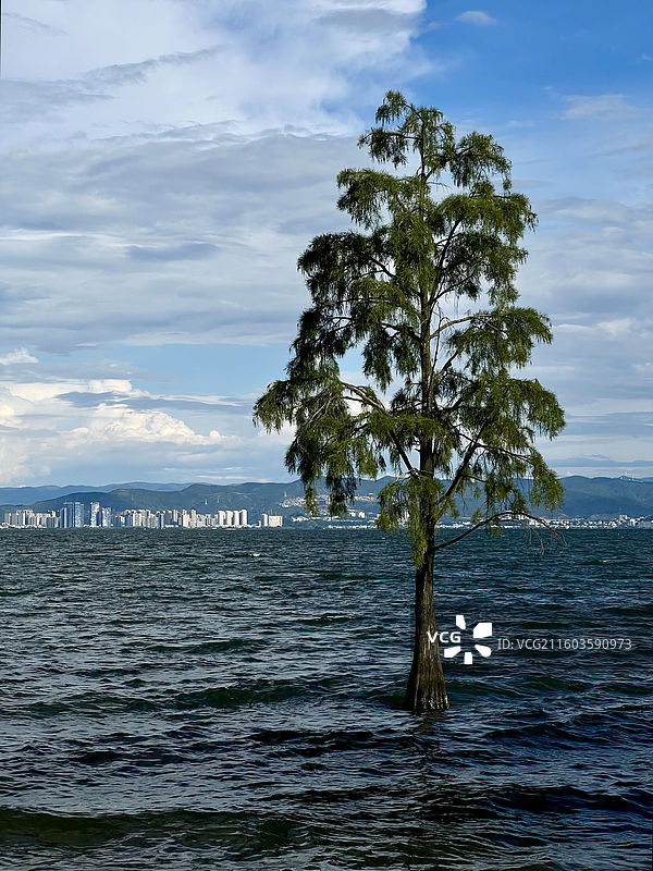 云南大理环海西路洱海生态廊道龙龛夫妻树附近洱海风光图片素材