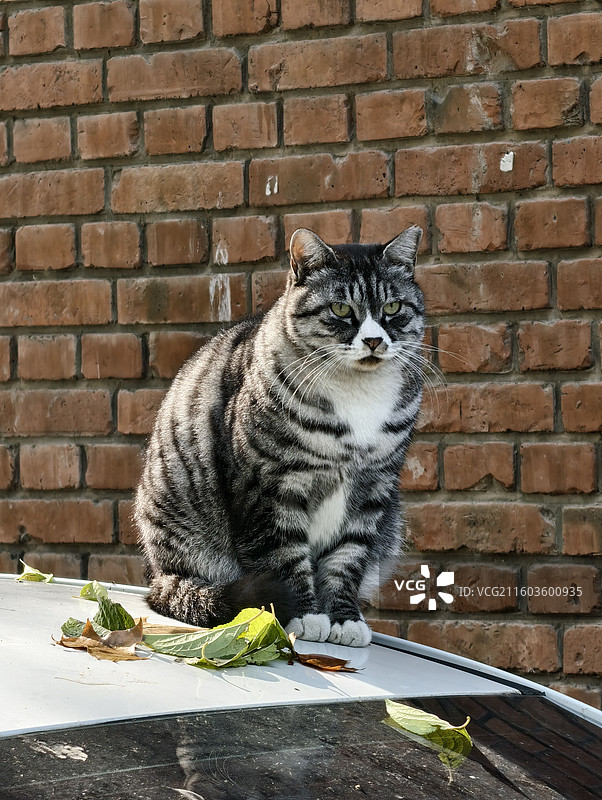 美国短毛猫图片素材