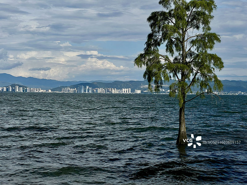 云南大理环海西路洱海生态廊道龙龛夫妻树附近洱海风光图片素材