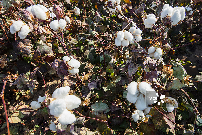 哈密棉田：中特景镜头下的洁白浪漫与自然生机图片素材