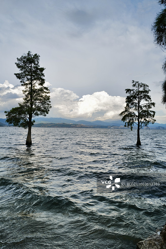 云南大理环海西路洱海生态廊道龙龛夫妻树附近洱海风光图片素材