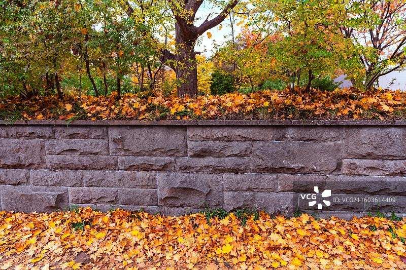 北海道大学秋景图片素材