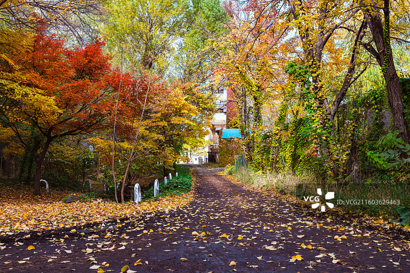 北海道大学秋景图片素材