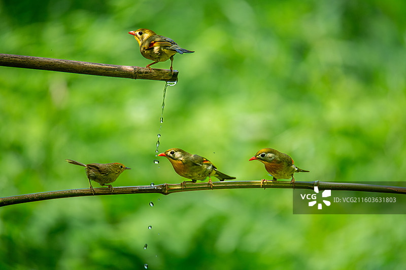 国家二级保护动物红嘴相思鸟群图片素材