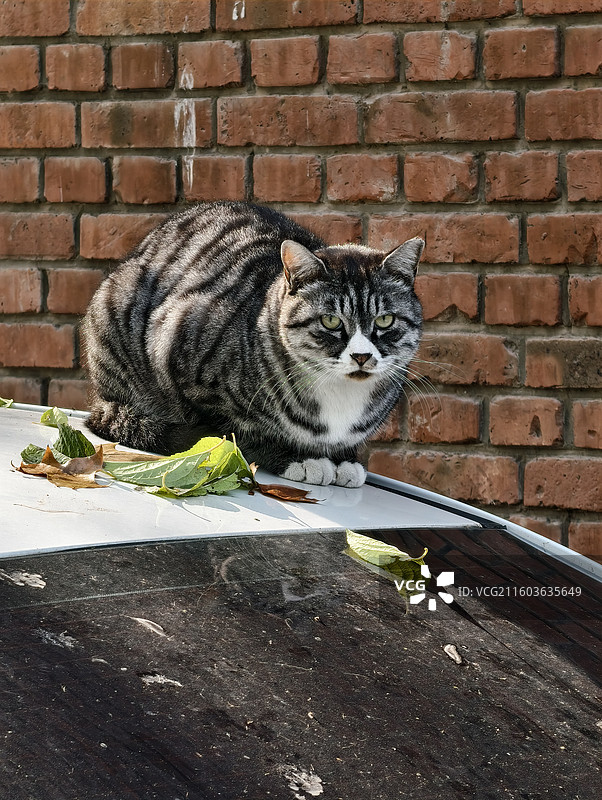 美式短毛猫图片素材