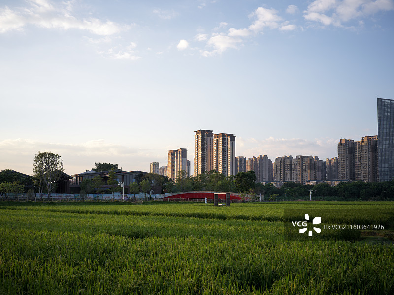 漳州高新区龙江岁月城市边缘的绿色田野与高楼大厦图片素材