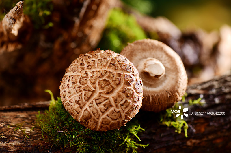 食用菌花菇图片素材