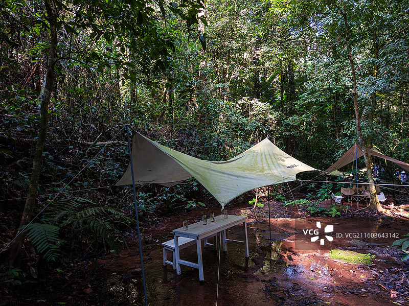 云南省西双版纳州勐腊县望天树景区图片素材