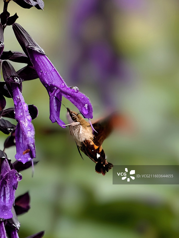 蜂蛾采蜜图片素材