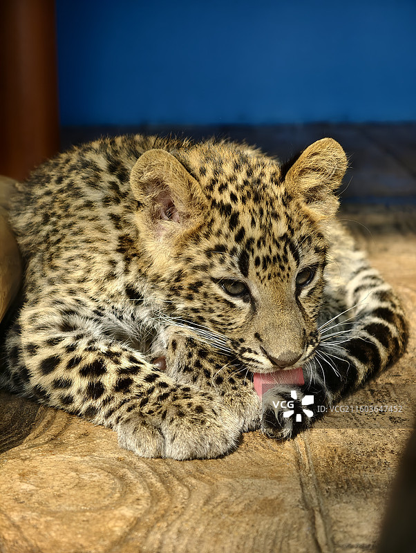 打理自己的小花豹子图片素材