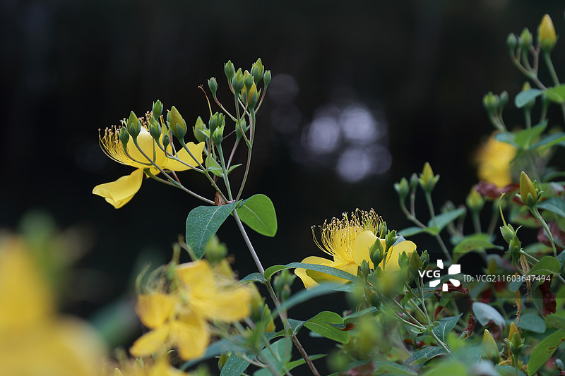 镇江南山文苑金丝桃盛开图片素材