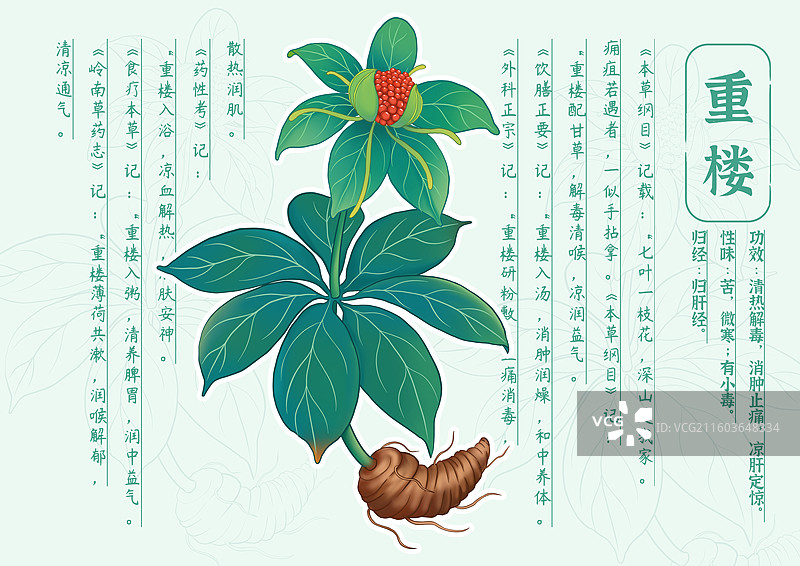 中草药重楼图片素材