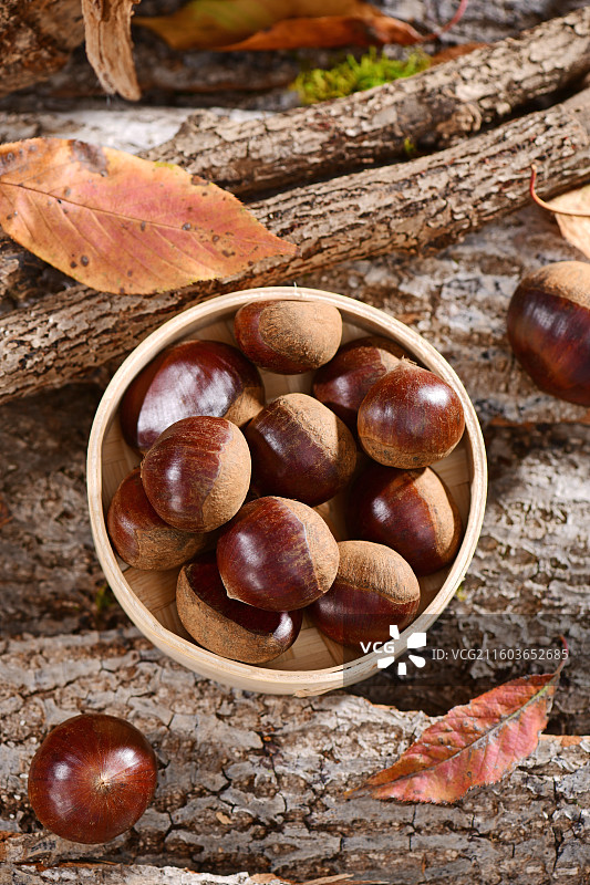 刚收获的新鲜板栗图片素材