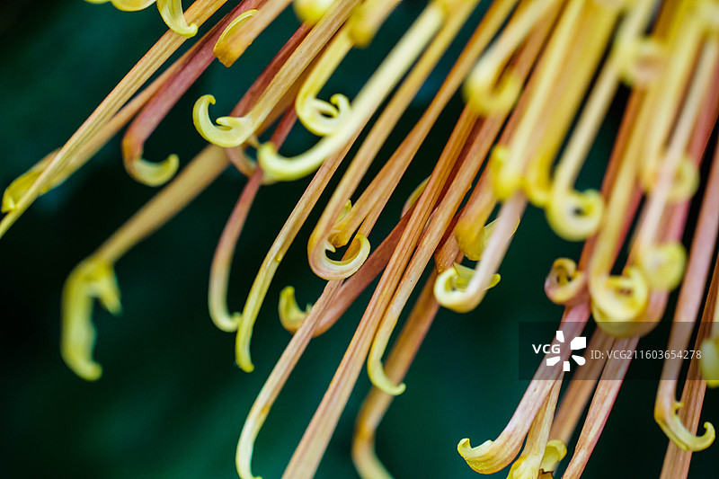 微距下有冲击力的菊花花瓣线条图片素材