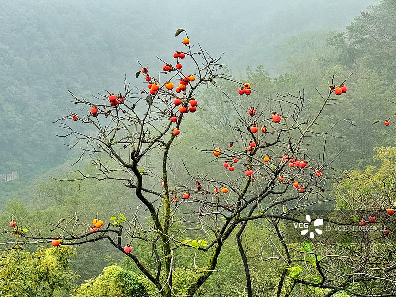 兢山柿子村 柿子红了图片素材