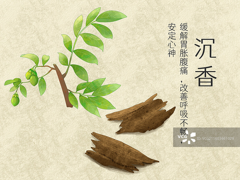 手绘水彩中药药材沉香插画图片素材