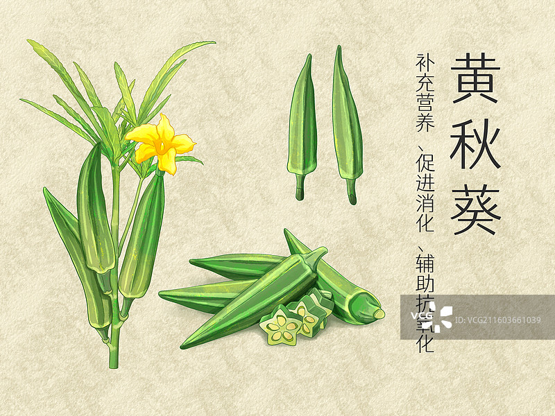 手绘水彩中药药材黄秋葵插画图片素材