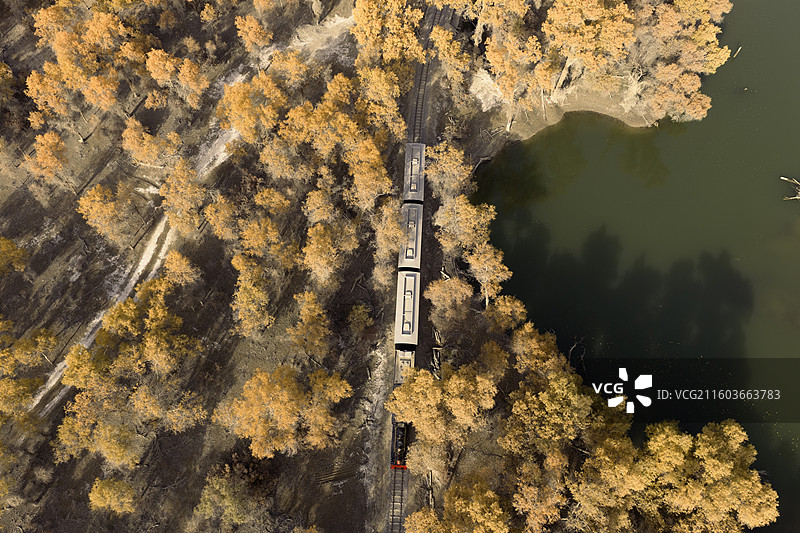 秋日河畔的金黄胡杨林图片素材