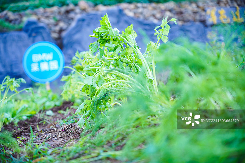 野生自然种植养殖图片素材