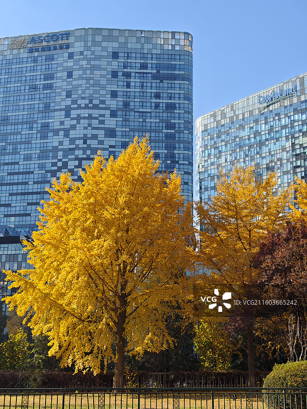 北京的秋-东直门秋色图片素材