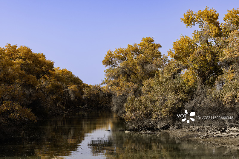 秋日河畔的金黄胡杨林图片素材