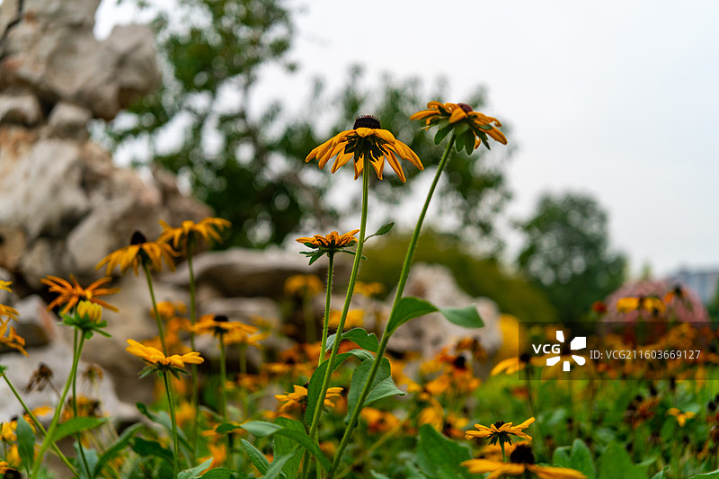 公园里的黑心菊、秋天的金光菊、黄色植物图片素材