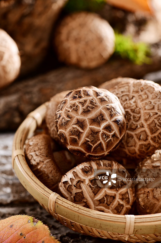 食用菌花菇图片素材