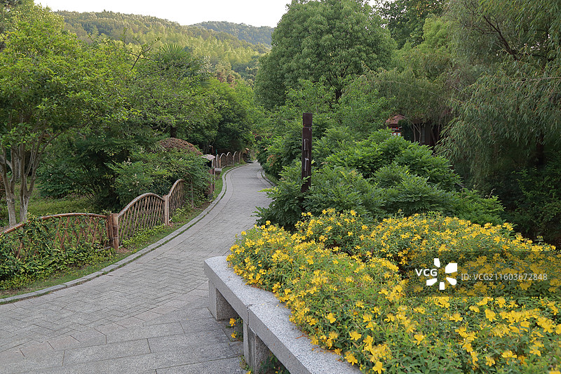 镇江南山文苑金丝桃盛开图片素材