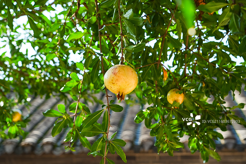 石榴树  石榴 “东榴金 西柿银” 江苏省徐州市户部山崔焘故居图片素材